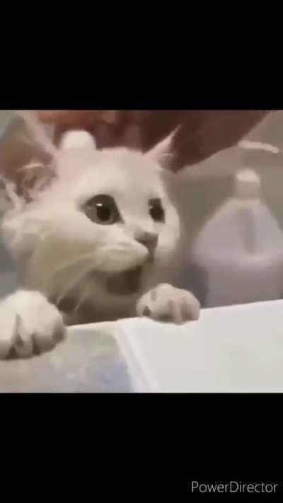 Bye bye mr kitten