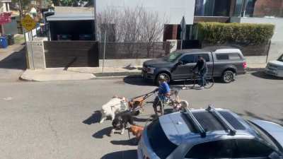 World's Worst Dog Walker
