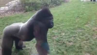 Rare footage of monke smashing window