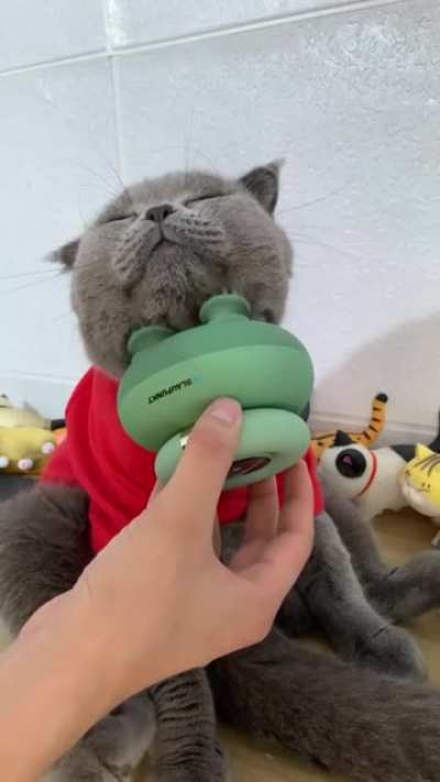 That cat is living its best life.