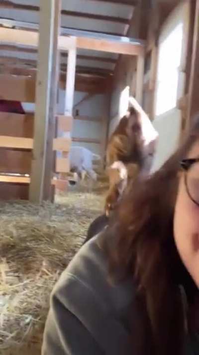 It's baby Fawn's world and we're just here as play equipment at Iowa Farm Sanctuary!