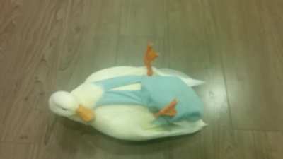 Duck.exe has stopped working