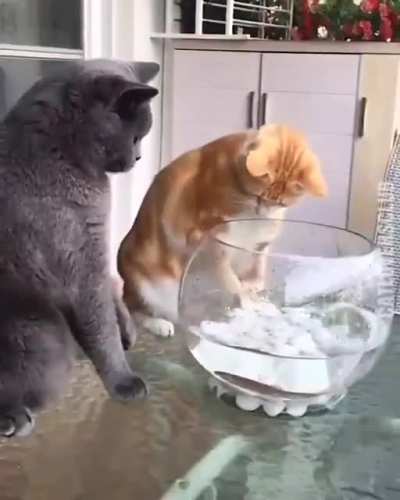 Э, отстань от моего кореша, чё прикопался-то?