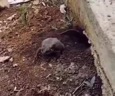 LaNdLorD eVICts coMaToSE TenANt fOr NOn-PaYmENT