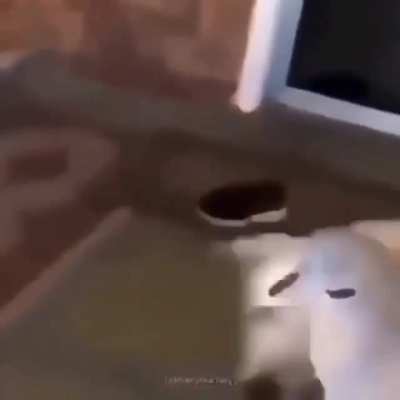 video conchetumare XDDD