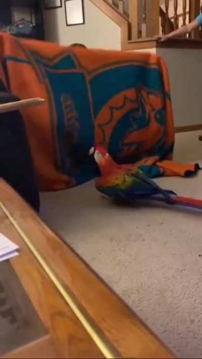 Raising your Macaw a Dolphin&rsquo;s Fan