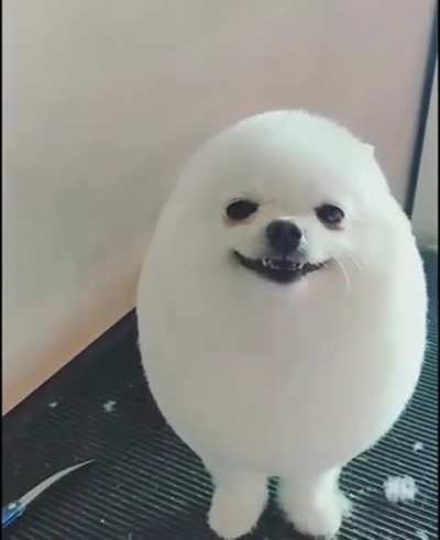 Egg