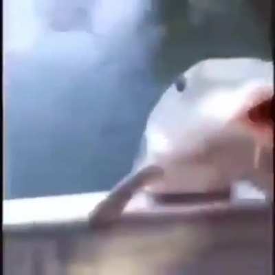 peixe