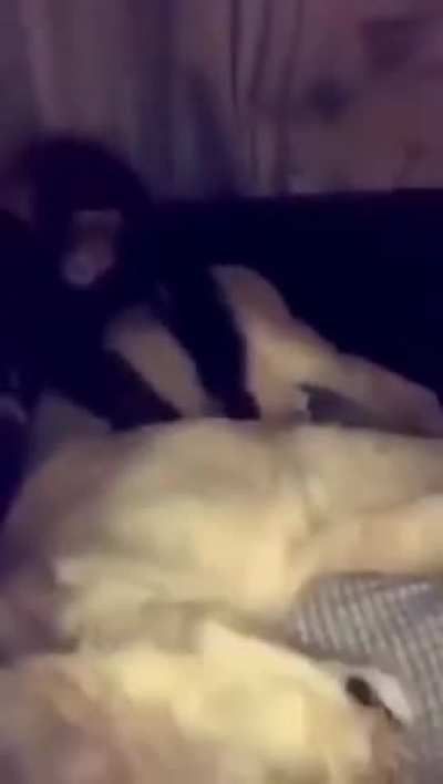 A linda hist&oacute;ria do macaco e do le&atilde;o