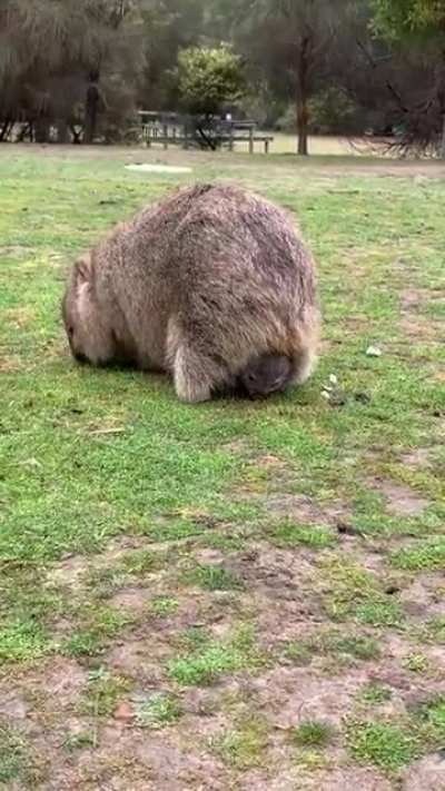 Two wombats eating grass