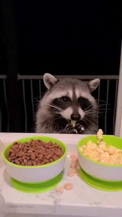 Eggs &amp;gt; Kibble &amp;gt; Box Mac-n-Chez dust