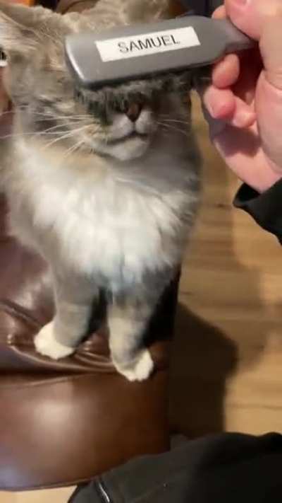 Happy purrs start at the nose.