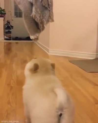Perro