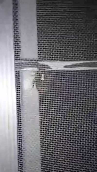 an unwanted visitor