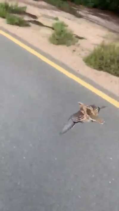 Cutest local resident insists on escorting tourists