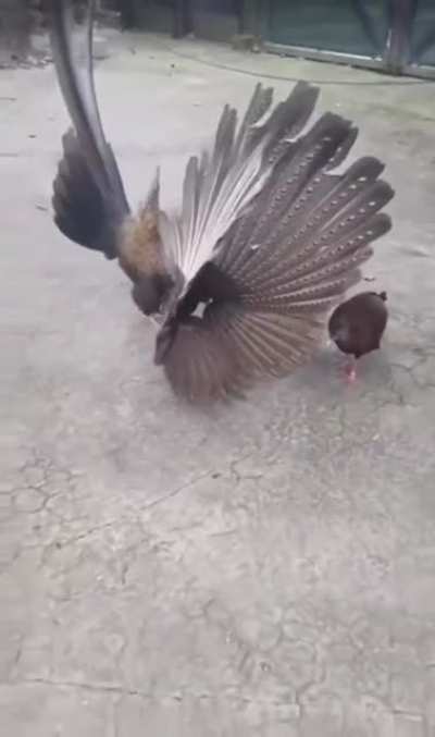 An Argus pheasant doing his best