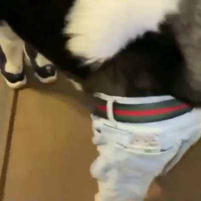 drip dog