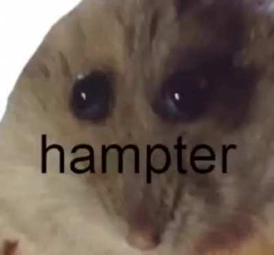 small animal