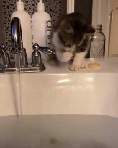 Slippery Paws By The Sink Ends With Wet Cat