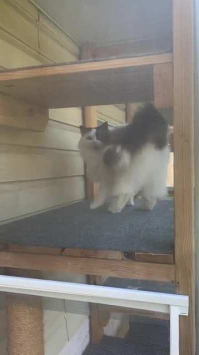 Presley doesn&rsquo;t quite understand that I can&rsquo;t pet him in the catio