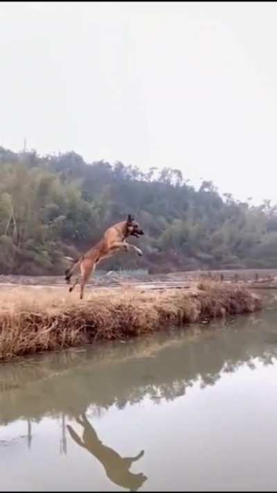 The power of the Belgian Shepherd Malinois
