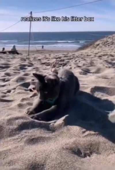 Cat on the beach