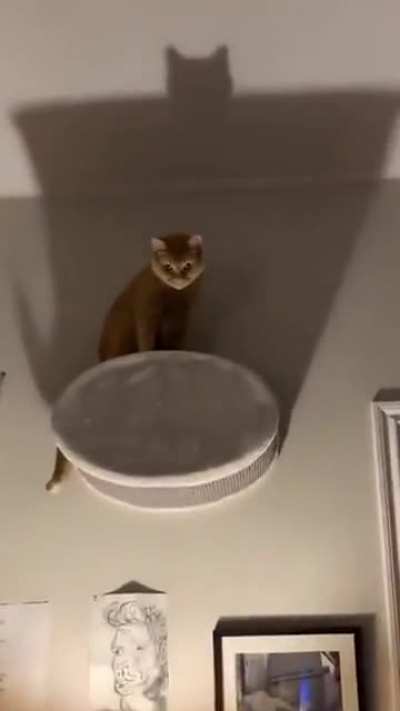 Time to get a new cat