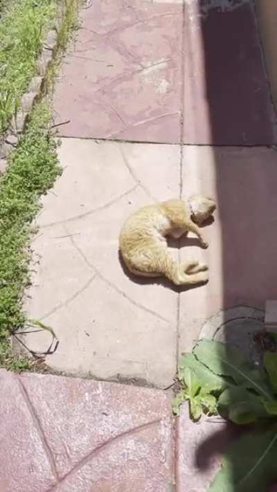 Help!! I told my cat it&rsquo;s time to go back inside and he won&rsquo;t stop screaming at me!!