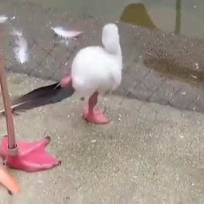 Ma..ma you gotta see thi- MA, MA LOOK. Look over there, you see it? You se- MA