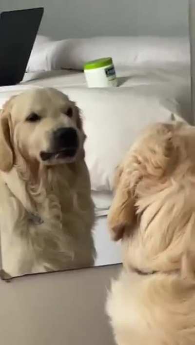 Who&rsquo;s da toughest boi? I&rsquo;m the goodest toughest boi" --Doggo, probably