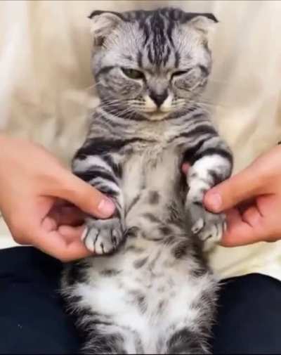 Dancing Cat Doesn&rsquo;t Seem Amused