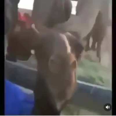 Loli camel