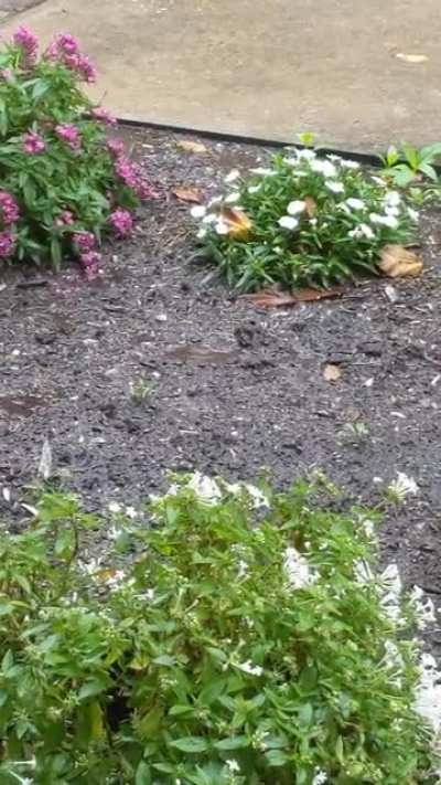 Hard Rain in Houston