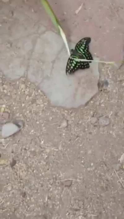 Don&rsquo;t worry, the butterfly is fine