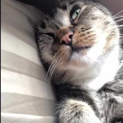 Hunter 😺❤️
