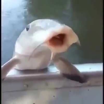 Jaja pez