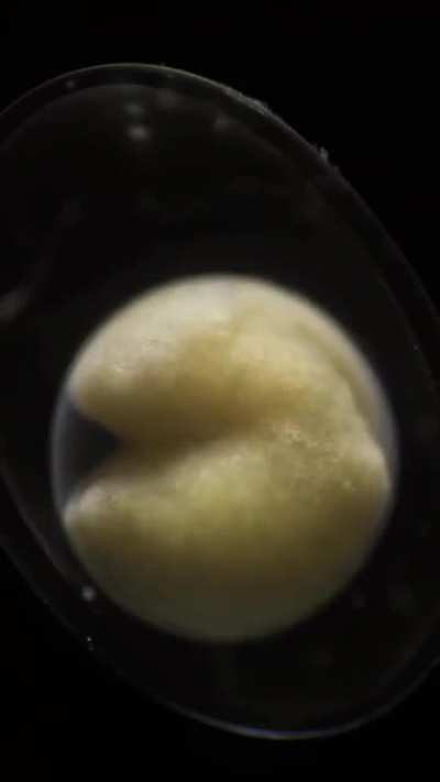 My own mitosis.