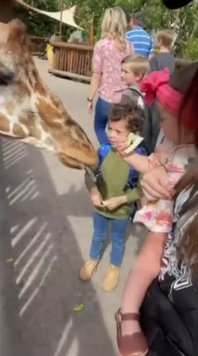 GiraaAAaAaffe feeding