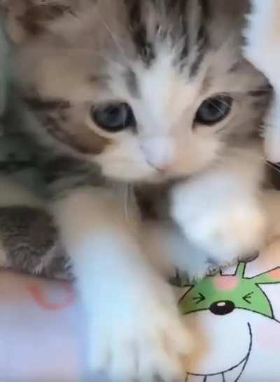 So Sweet Kitty 😍