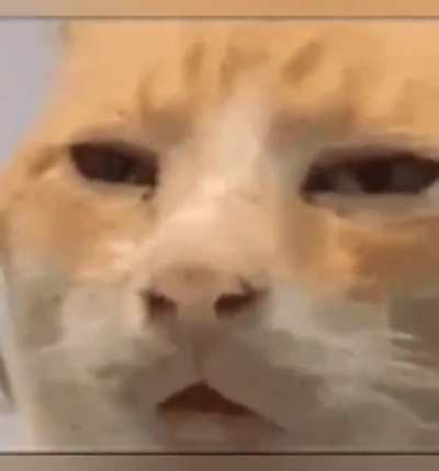 good gatos