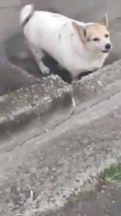 Cachorro
