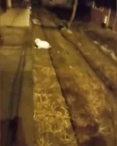 cursed_pants