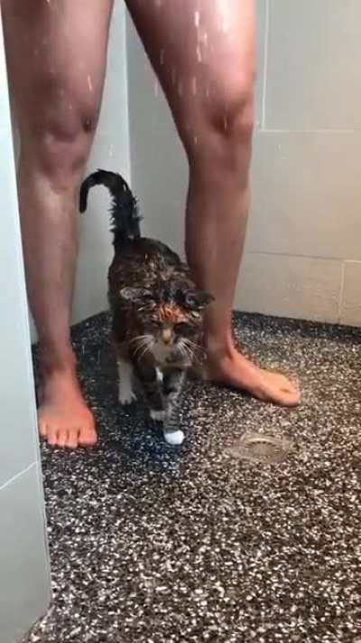 Кот даже зависает со своим бро в душе