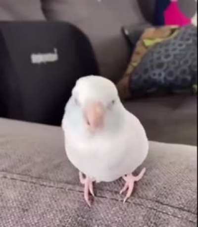 Wiggle