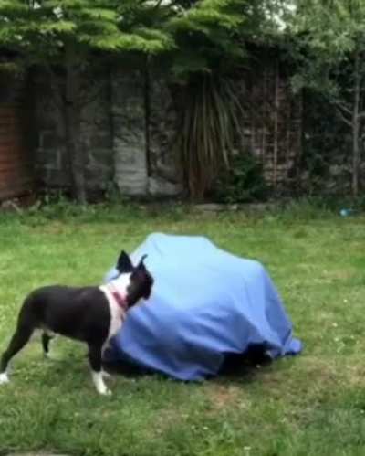 Where did he go?