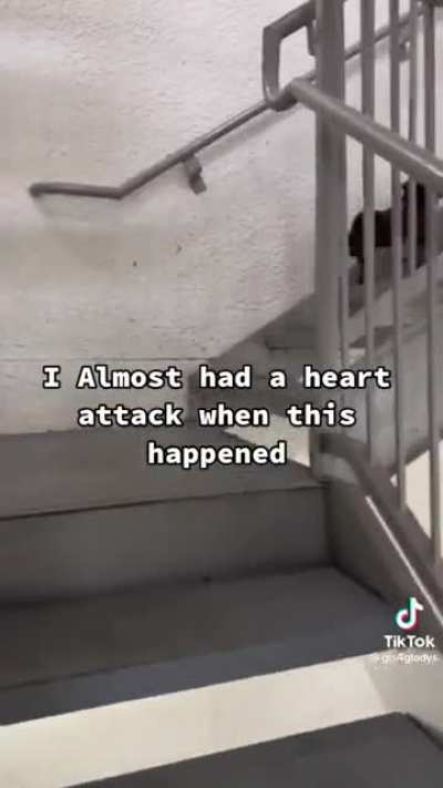 Letting a dog the size of a pencil go up stairs