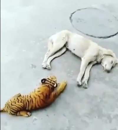 He doesn&rsquo;t like tigers
