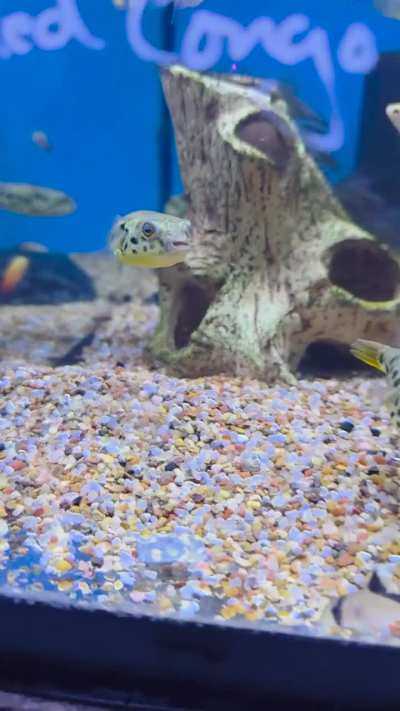 New puffers