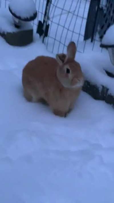 Toffee in the snow