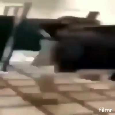 gimma dabajabaja